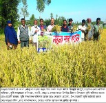 নমুনা শস্য কর্তন