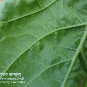 সূর্যমুখীর জেসিড পোকা