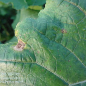 শালগম পাতার রিং দাগ রোগ