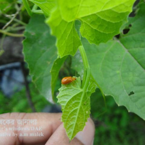 কাকরোলের রেড পামকিন বিটল