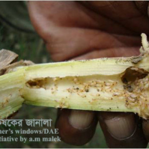 আখের উঁইপোকা