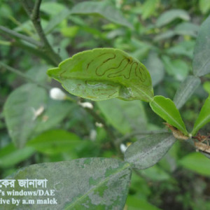 কমলার পাতা সুড়ঙ্গকারী পোকা