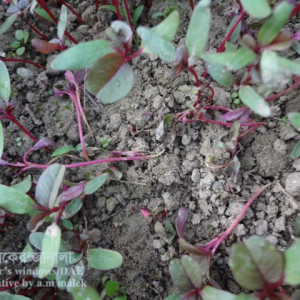 লালশাকের চারা ধ্বসা রোগ