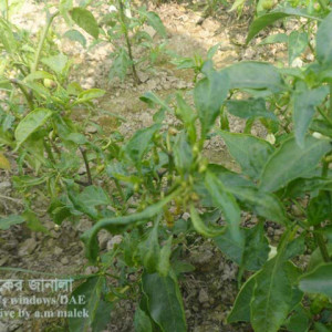 মরিচের মাকড়