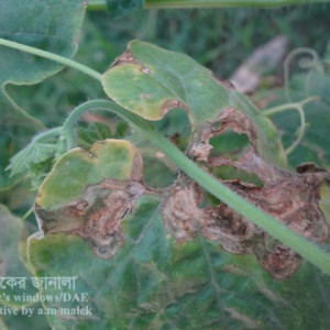 চিচিঙ্গা পাতার দাগ রোগ