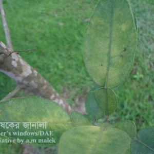 মালটার গ্রিনিং রোগ