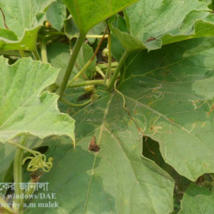 লাউয়ের পাতা সুড়ঙ্গকারী পোকা