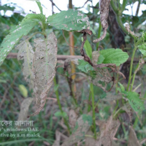 পাটের বিছা পোকা